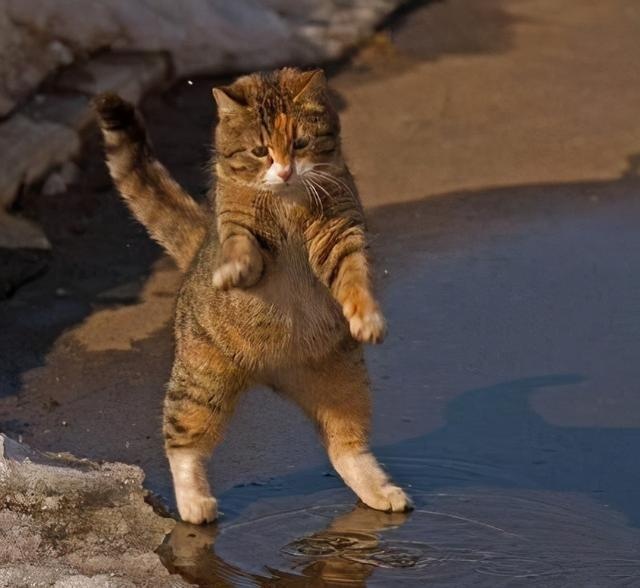 11 Cats "Weird Behavior": Watch you go to the toilet, play with water, how many of your cats have been in?