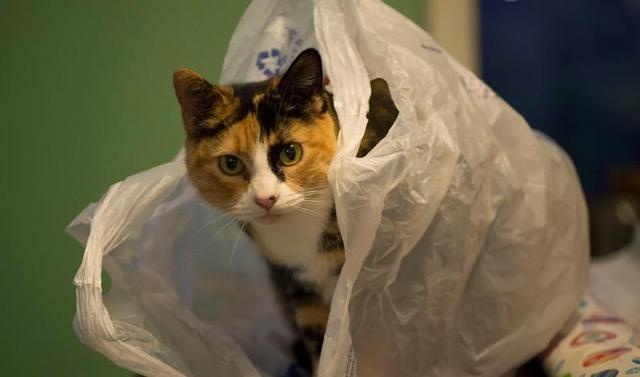 11 Cats "Weird Behavior": Watch you go to the toilet, play with water, how many of your cats have been in?