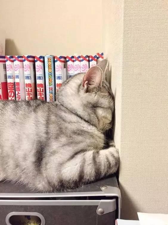 11 Cats "Weird Behavior": Watch you go to the toilet, play with water, how many of your cats have been in?
