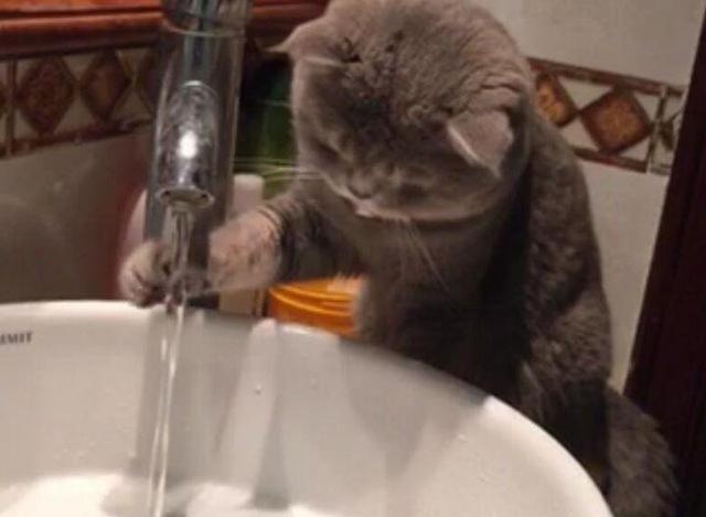 11 Cats "Weird Behavior": Watch you go to the toilet, play with water, how many of your cats have been in?