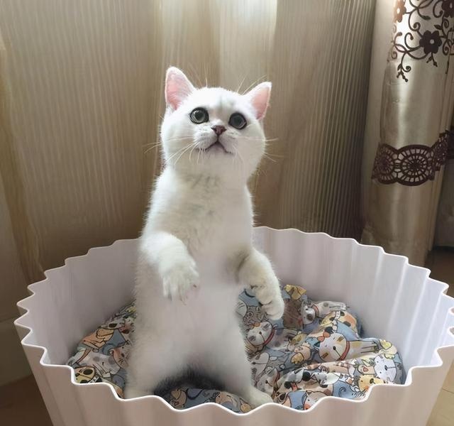 11 Cats "Weird Behavior": Watch you go to the toilet, play with water, how many of your cats have been in?