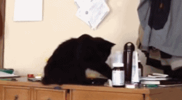 11 Cats "Weird Behavior": Watch you go to the toilet, play with water, how many of your cats have been in?