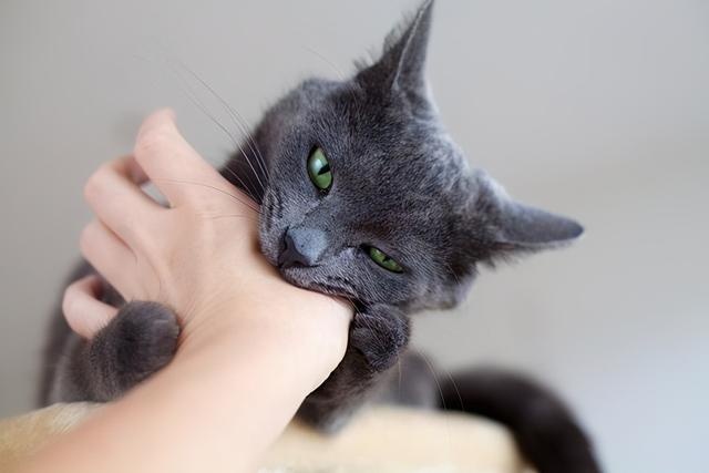 11 Cats "Weird Behavior": Watch you go to the toilet, play with water, how many of your cats have been in?