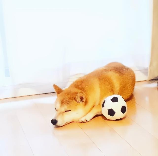 In the face of the owner's injury, what kind of psychology is the dog? Whether it will complain about it