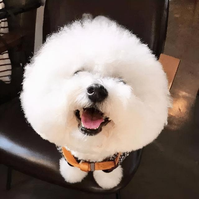 In the face of the owner's injury, what kind of psychology is the dog? Whether it will complain about it