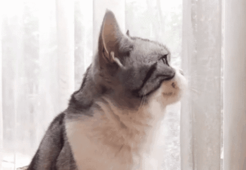 11 Cats "Weird Behavior": Watch you go to the toilet, play with water, how many of your cats have been in?