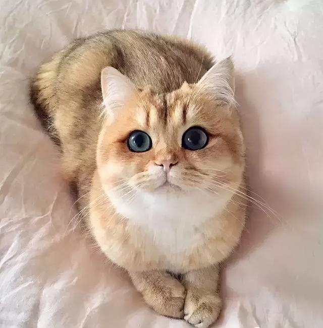 “讲真,我家猫主子这颜值不去选美真的浪费了!”