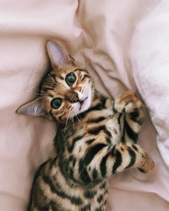“讲真,我家猫主子这颜值不去选美真的浪费了!”