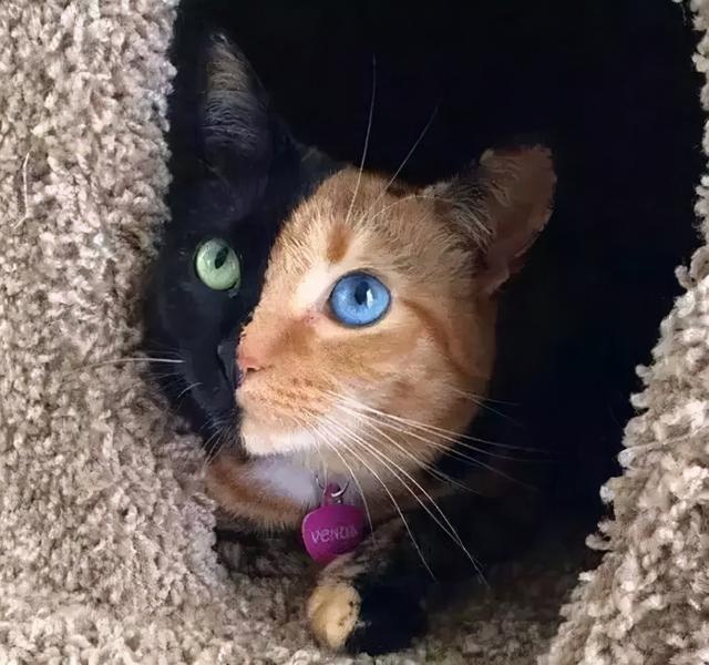 “讲真,我家猫主子这颜值不去选美真的浪费了!”
