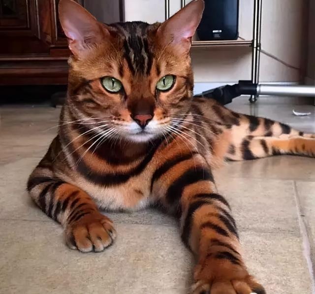 “讲真,我家猫主子这颜值不去选美真的浪费了!”
