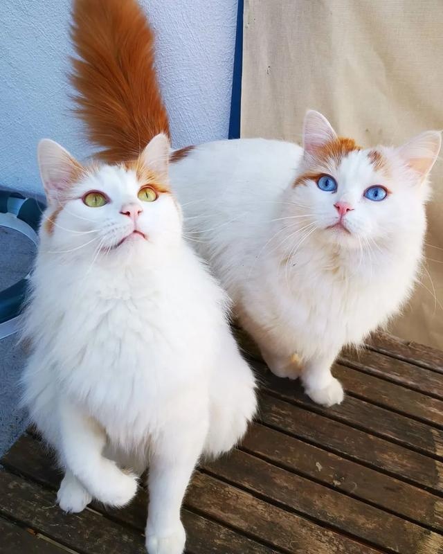 “讲真,我家猫主子这颜值不去选美真的浪费了!”