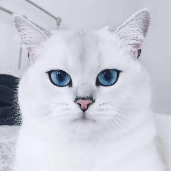 “讲真,我家猫主子这颜值不去选美真的浪费了!”