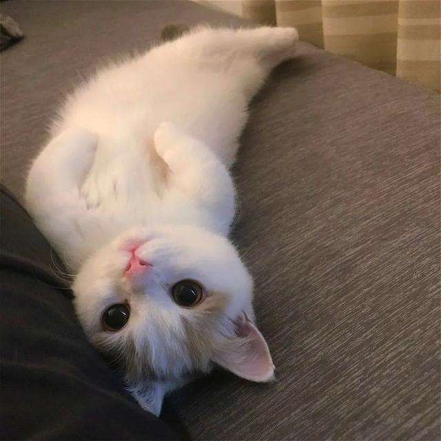 “讲真,我家猫主子这颜值不去选美真的浪费了!”