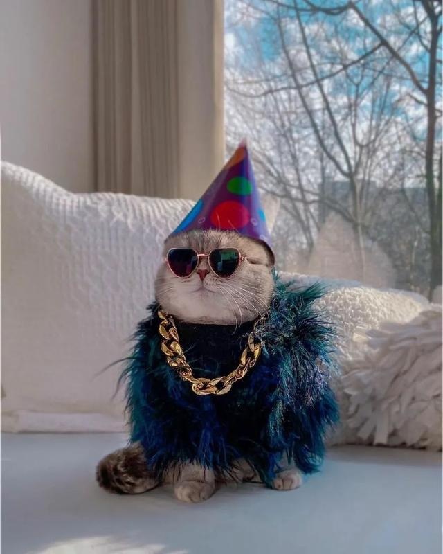 长得丑被抛弃的猫咪,因喜欢拍照,5年后成为猫界“模特代言”