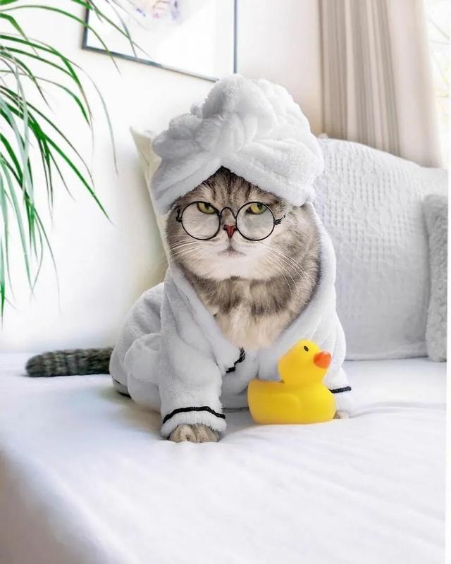 长得丑被抛弃的猫咪,因喜欢拍照,5年后成为猫界“模特代言”
