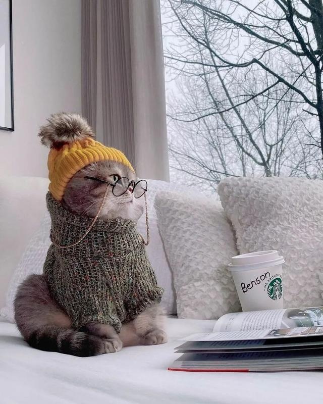 长得丑被抛弃的猫咪,因喜欢拍照,5年后成为猫界“模特代言”