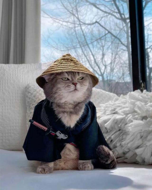 长得丑被抛弃的猫咪,因喜欢拍照,5年后成为猫界“模特代言”