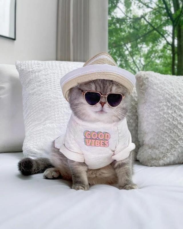 长得丑被抛弃的猫咪,因喜欢拍照,5年后成为猫界“模特代言”