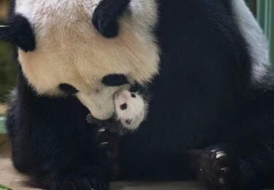 祝福!中国旅法大熊猫的幼崽迎来满月