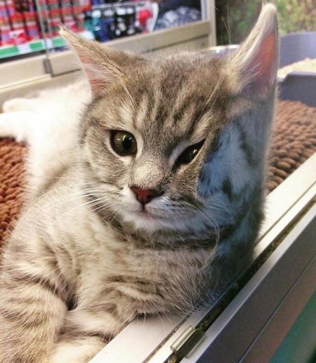 骗你养猫系列:养猫配上玻璃板,简直不要太萌