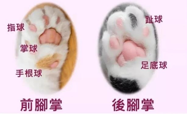 the shape of the claw pad determines the character of the cat? teach you to look at the claws and see the "cat"