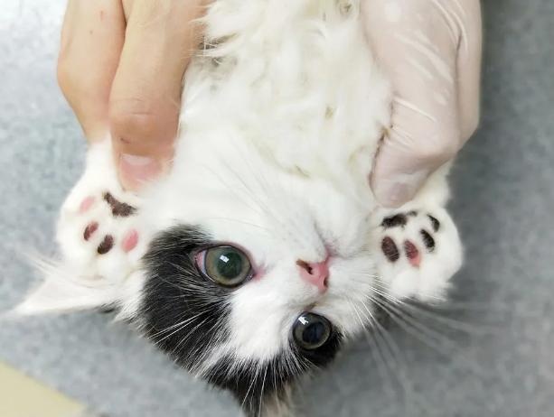 the shape of the claw pad determines the character of the cat? teach you to look at the claws and see the "cat"