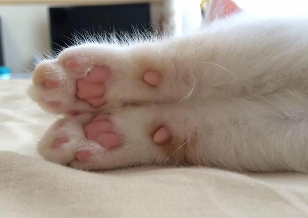 the shape of the claw pad determines the character of the cat? teach you to look at the claws and see the "cat"