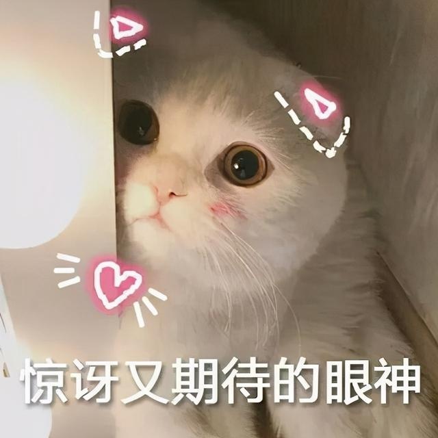 骗你养猫系列:养猫配上玻璃板,简直不要太萌