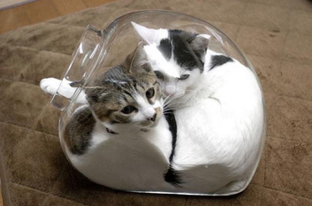 骗你养猫系列:养猫配上玻璃板,简直不要太萌