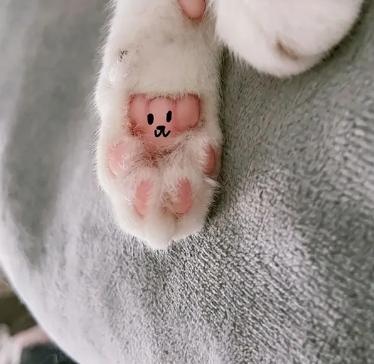 the shape of the claw pad determines the character of the cat? teach you to look at the claws and see the "cat"