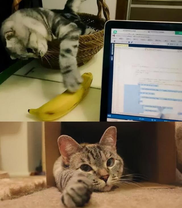 the shape of the claw pad determines the character of the cat? teach you to look at the claws and see the "cat"