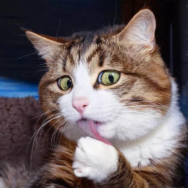 骗你养猫系列:养猫配上玻璃板,简直不要太萌