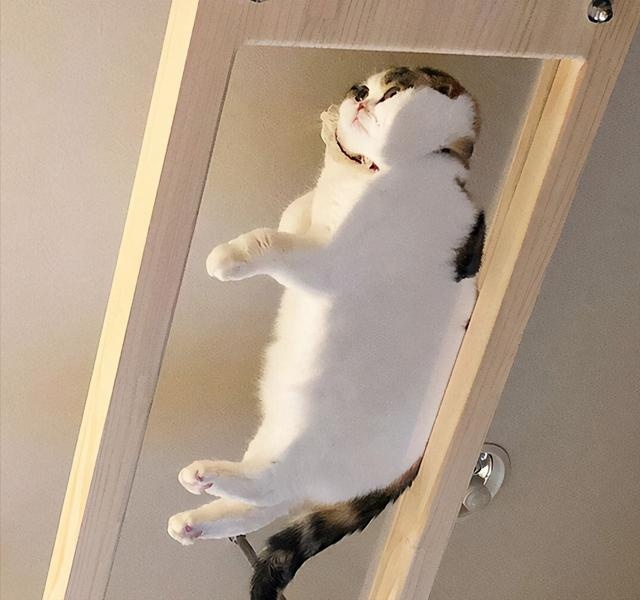 骗你养猫系列:养猫配上玻璃板,简直不要太萌