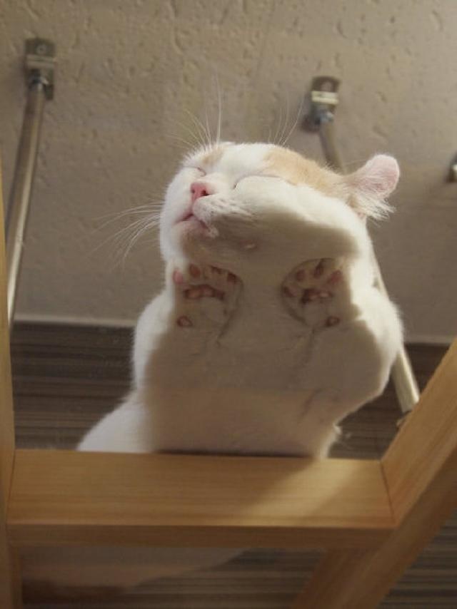 骗你养猫系列:养猫配上玻璃板,简直不要太萌