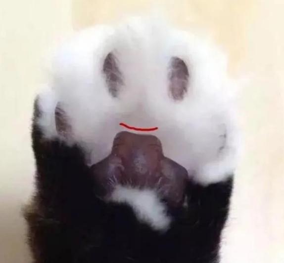 the shape of the claw pad determines the character of the cat? teach you to look at the claws and see the "cat"