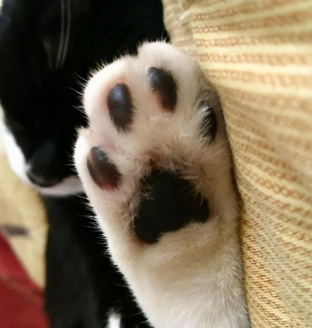 the shape of the claw pad determines the character of the cat? teach you to look at the claws and see the "cat"