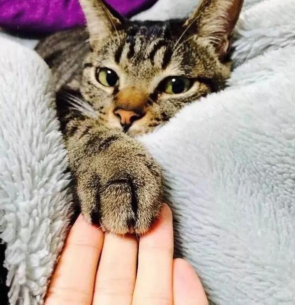 the shape of the claw pad determines the character of the cat? teach you to look at the claws and see the "cat"