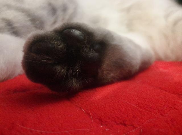 the shape of the claw pad determines the character of the cat? teach you to look at the claws and see the "cat"