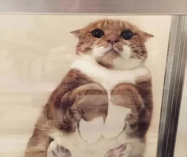骗你养猫系列:养猫配上玻璃板,简直不要太萌