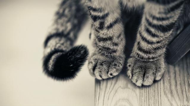 the shape of the claw pad determines the character of the cat? teach you to look at the claws and see the "cat"