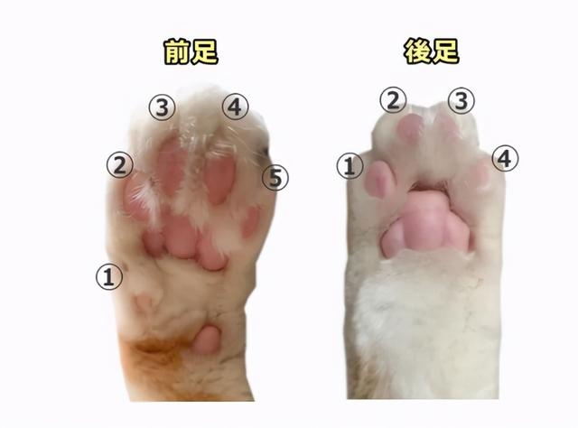 the shape of the claw pad determines the character of the cat? teach you to look at the claws and see the "cat"