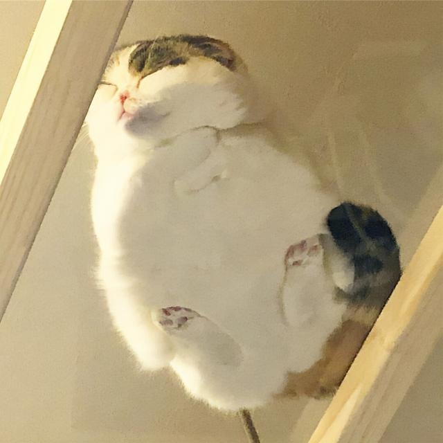 骗你养猫系列:养猫配上玻璃板,简直不要太萌