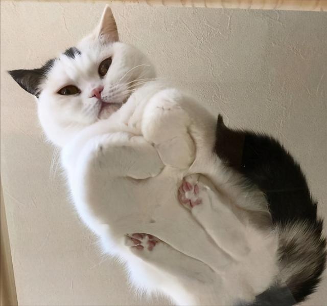 骗你养猫系列:养猫配上玻璃板,简直不要太萌