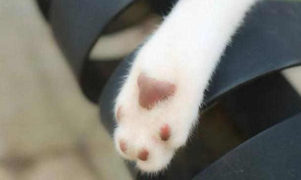 the shape of the claw pad determines the character of the cat? teach you to look at the claws and see the "cat"