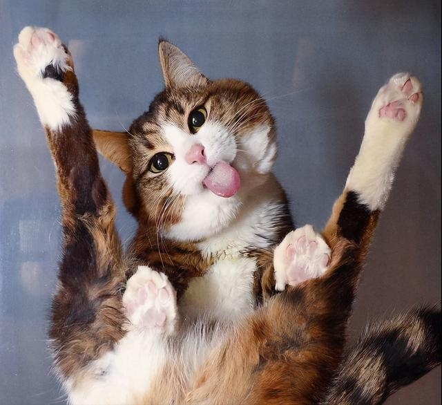 骗你养猫系列:养猫配上玻璃板,简直不要太萌
