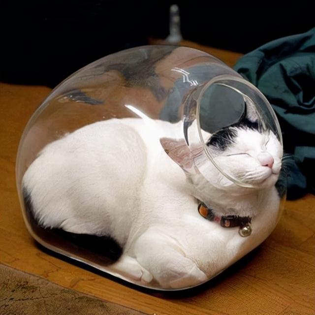 骗你养猫系列:养猫配上玻璃板,简直不要太萌