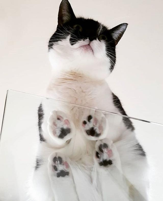 骗你养猫系列:养猫配上玻璃板,简直不要太萌