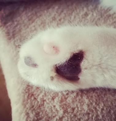 the shape of the claw pad determines the character of the cat? teach you to look at the claws and see the "cat"