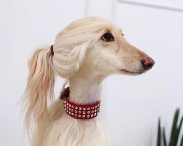 several dogs, short for vases, are inversely proportional to "beauty" and "iq"