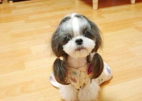 several dogs, short for vases, are inversely proportional to "beauty" and "iq"